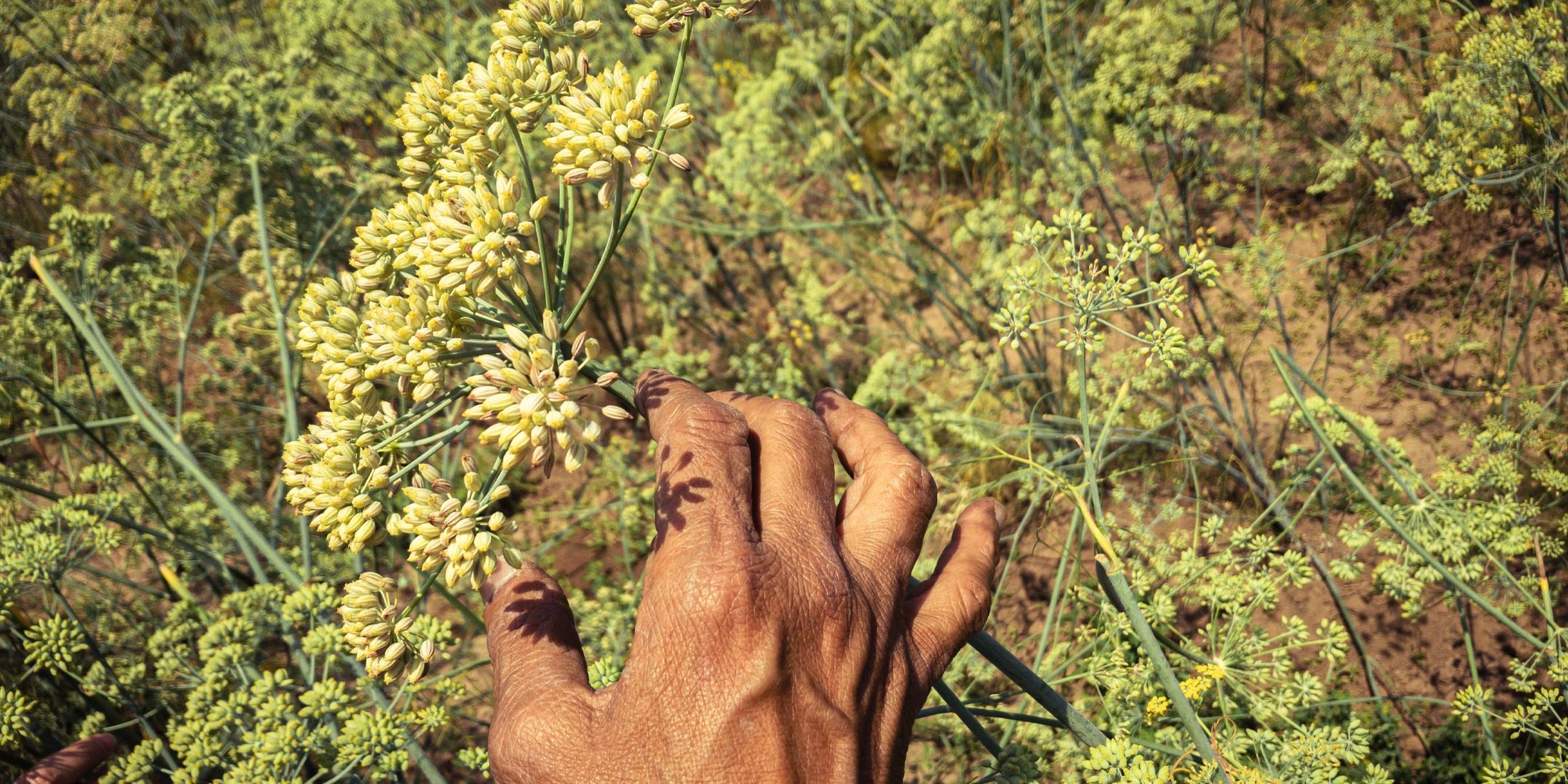 Fenchel